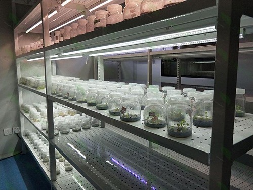 广河植物组织培养实验室设计建设方案